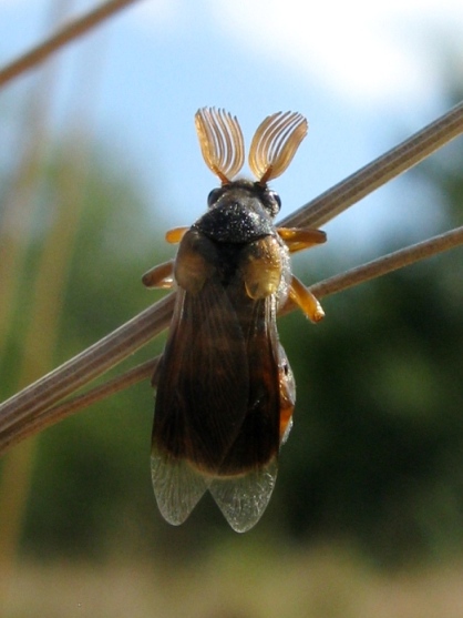 Antenne a candelabro per Ripiphorus subdipterus